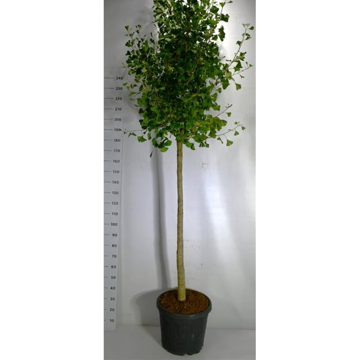 Tempelträd – Ginkgo biloba 'Autumn Gold' - C55 120-140 cm. Stam